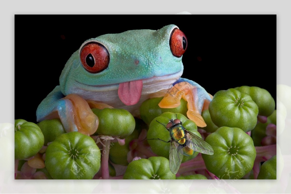 玩具青蛙苍蝇图片