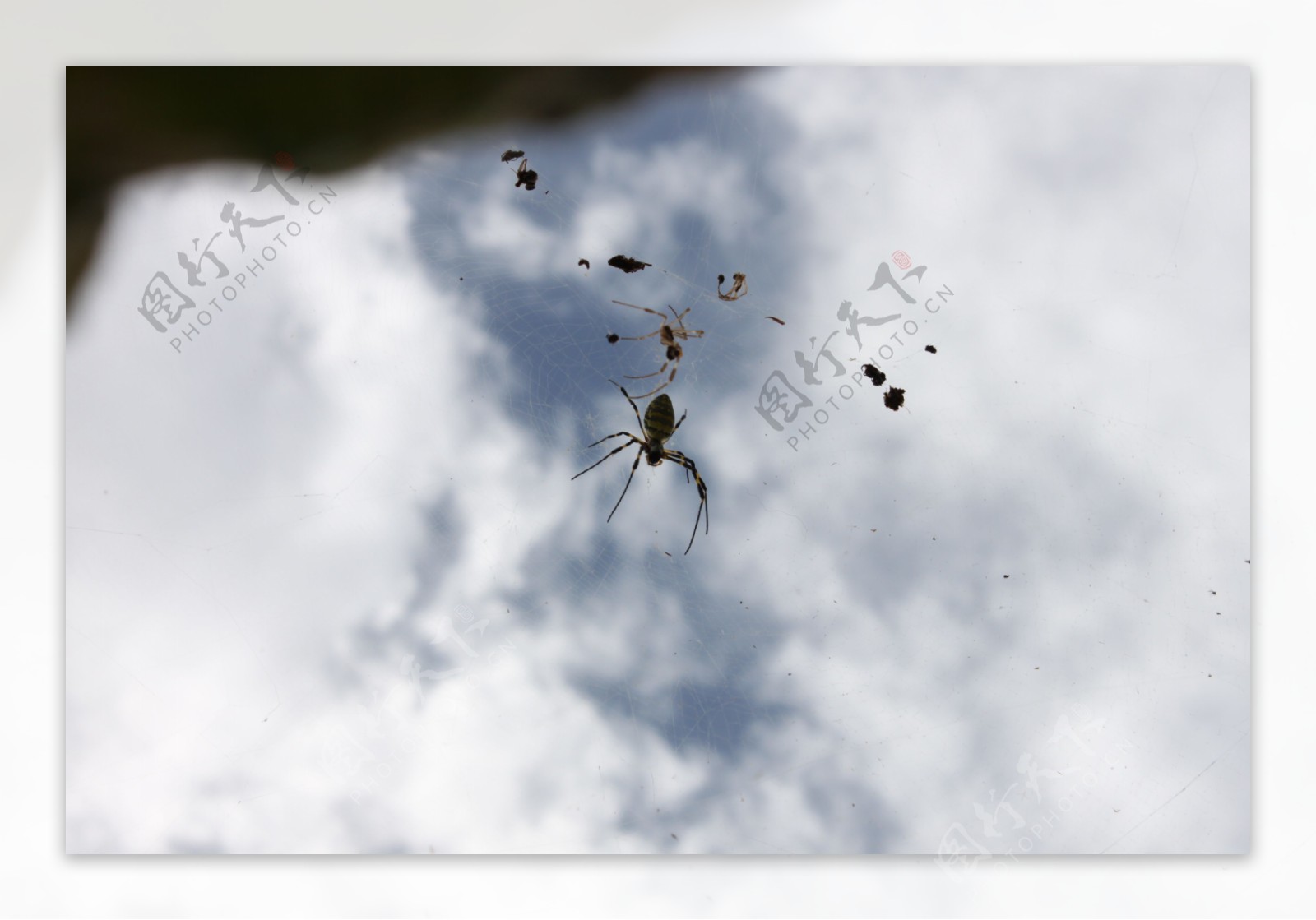 仰视网上蜘蛛图片