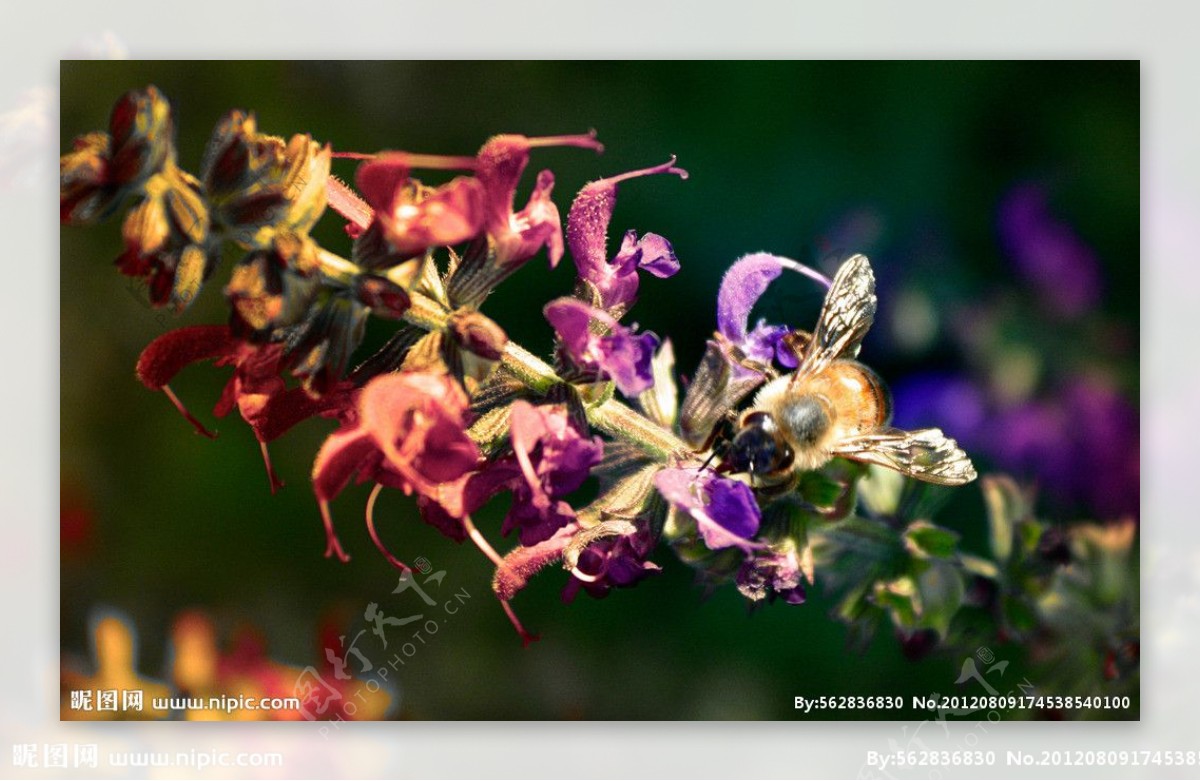 花粉的蜜蜂图片