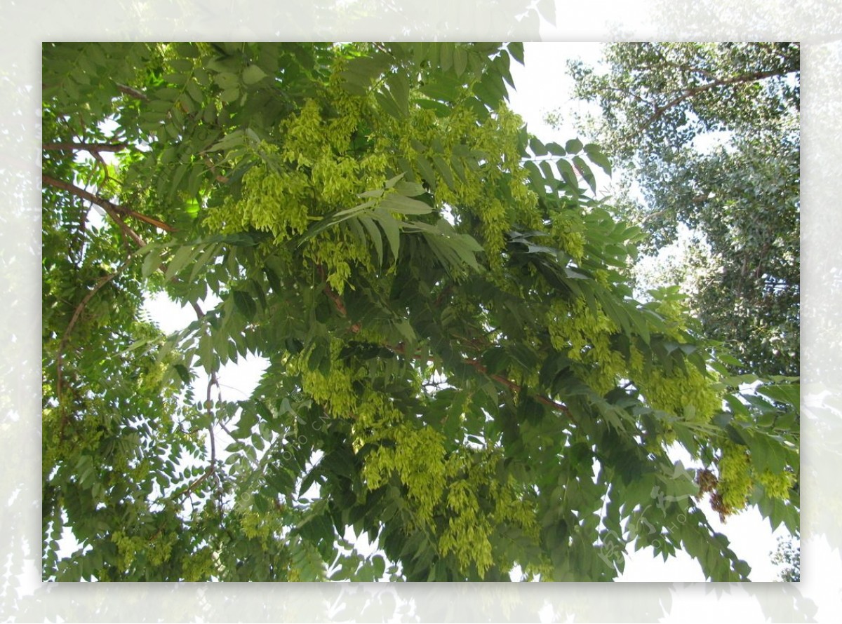 椿树图片