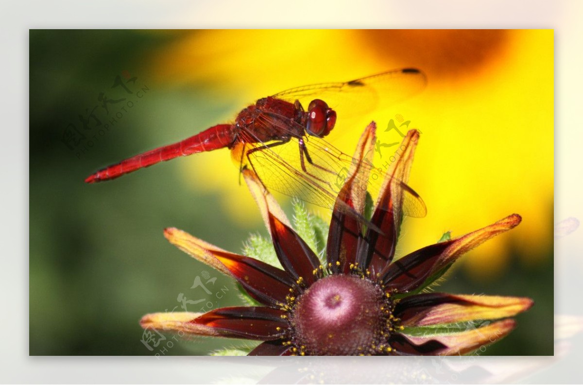 花上的红蜻蜓图片