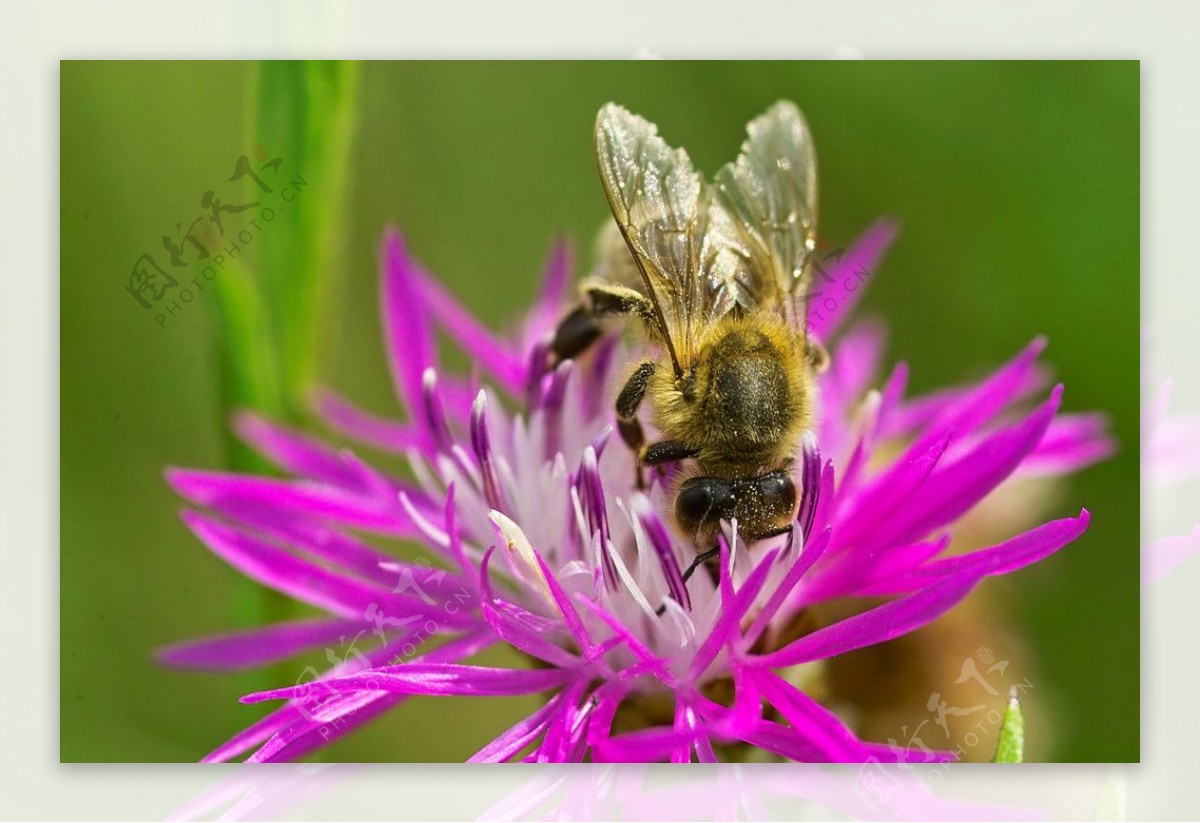 蜜蜂鲜花蜂巢图片素材-编号10021754-图行天下