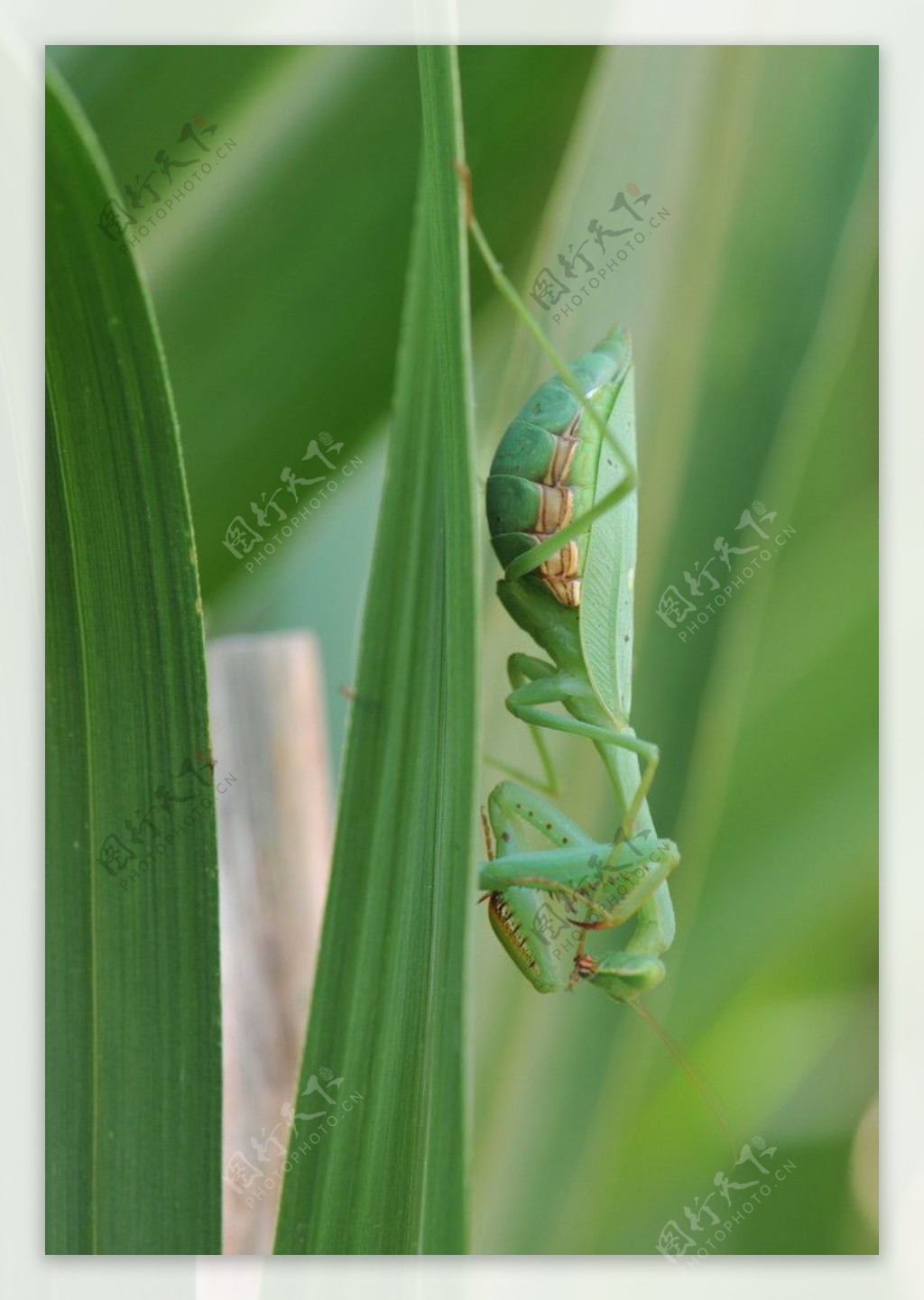螳螂Prayingmantis图片
