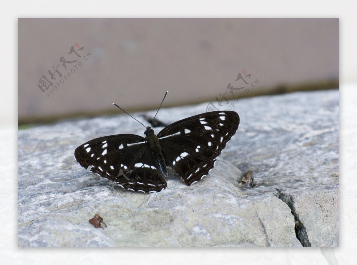 黑色白斑点蝴蝶图片