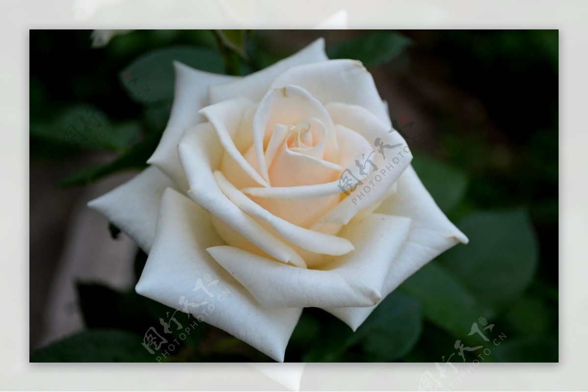 白玫瑰 - 绝美图库 - 华声论坛