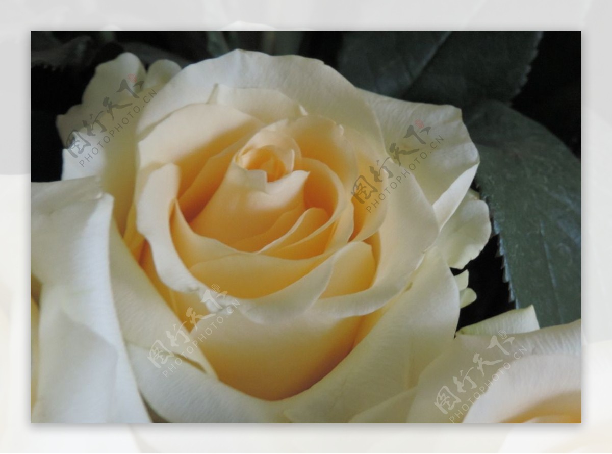 唯美白玫瑰图片素材-编号14416514-图行天下