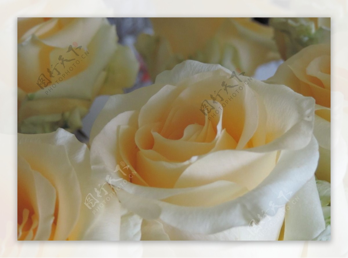唯美白玫瑰图片素材-编号14416349-图行天下
