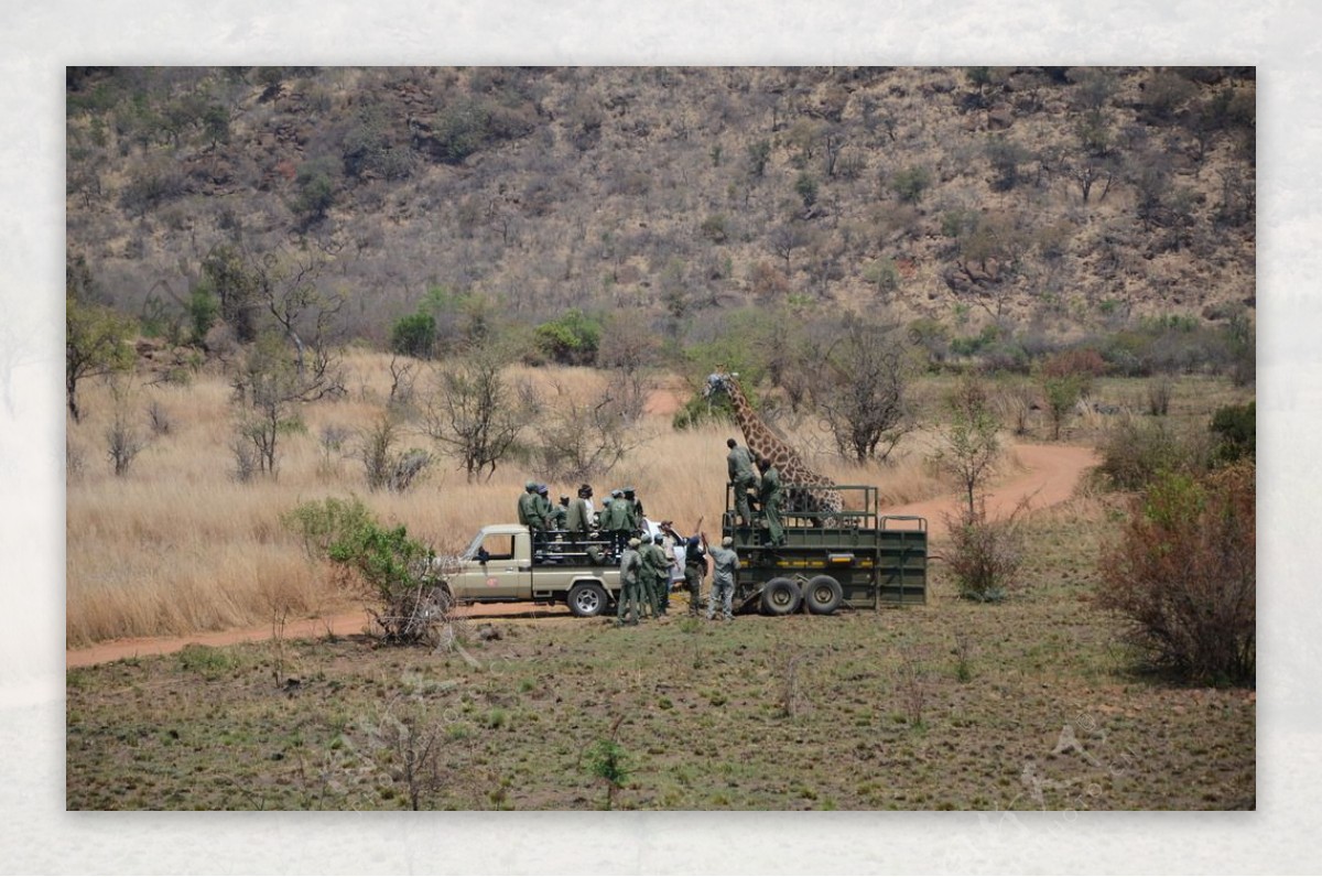 南非野生动物生病的长颈鹿图片
