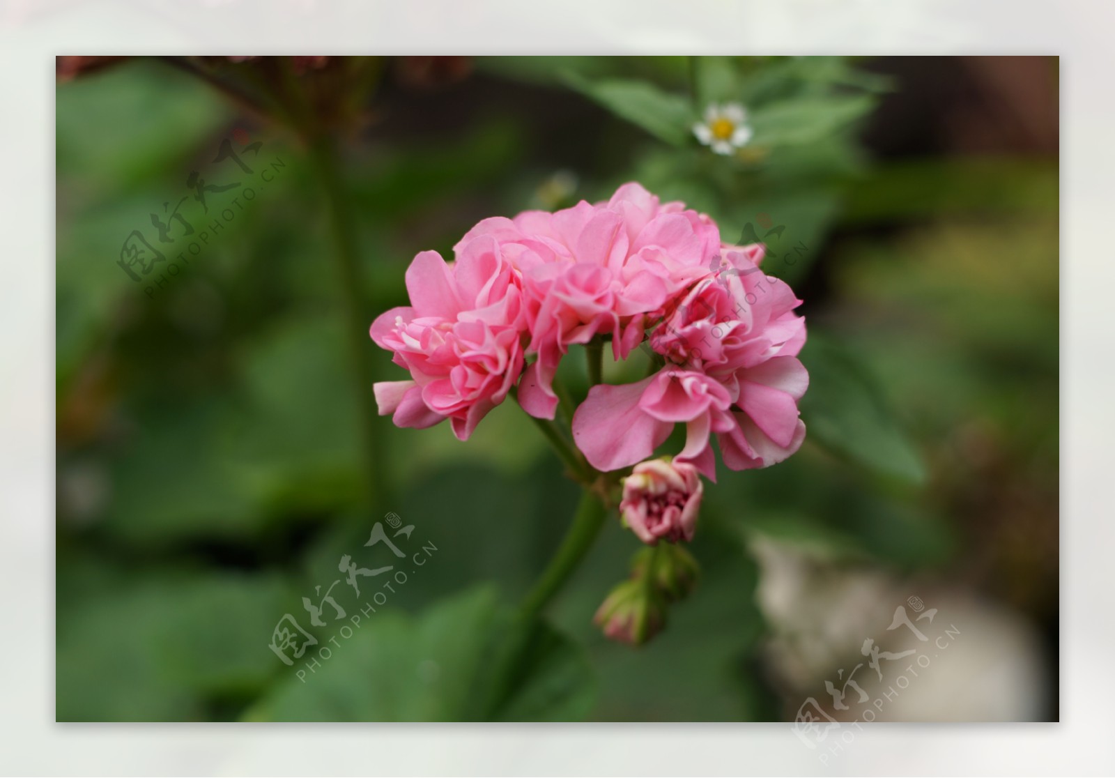 粉色天竺葵图片