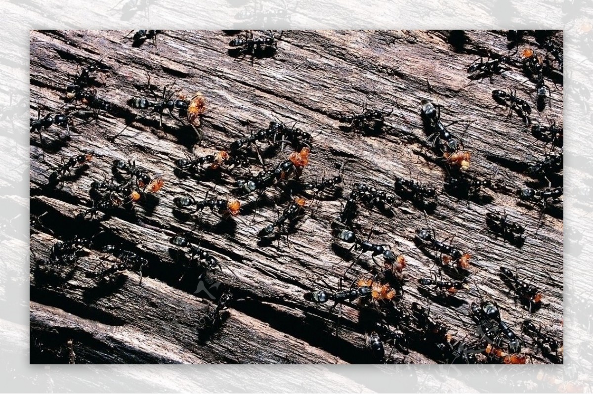 昆虫蚂蚁群图片