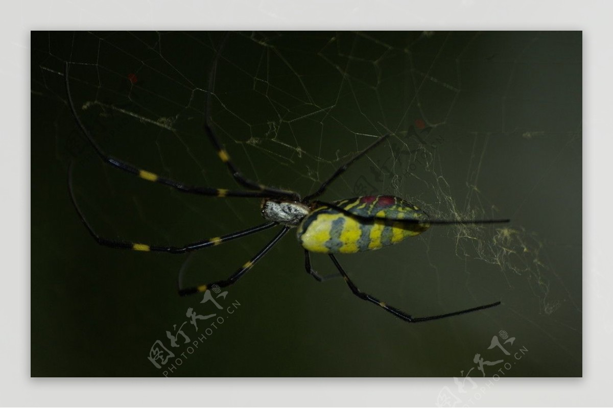 黄色の庭のクモ、ウェブ、マクロ、昆虫、自然、クモの巣、プレデター、高精細の画像 - ヒカルWA年率キャリッジ壁紙素材 : 壁紙