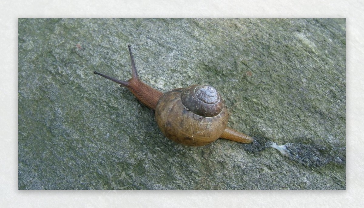 高清蜗牛图片