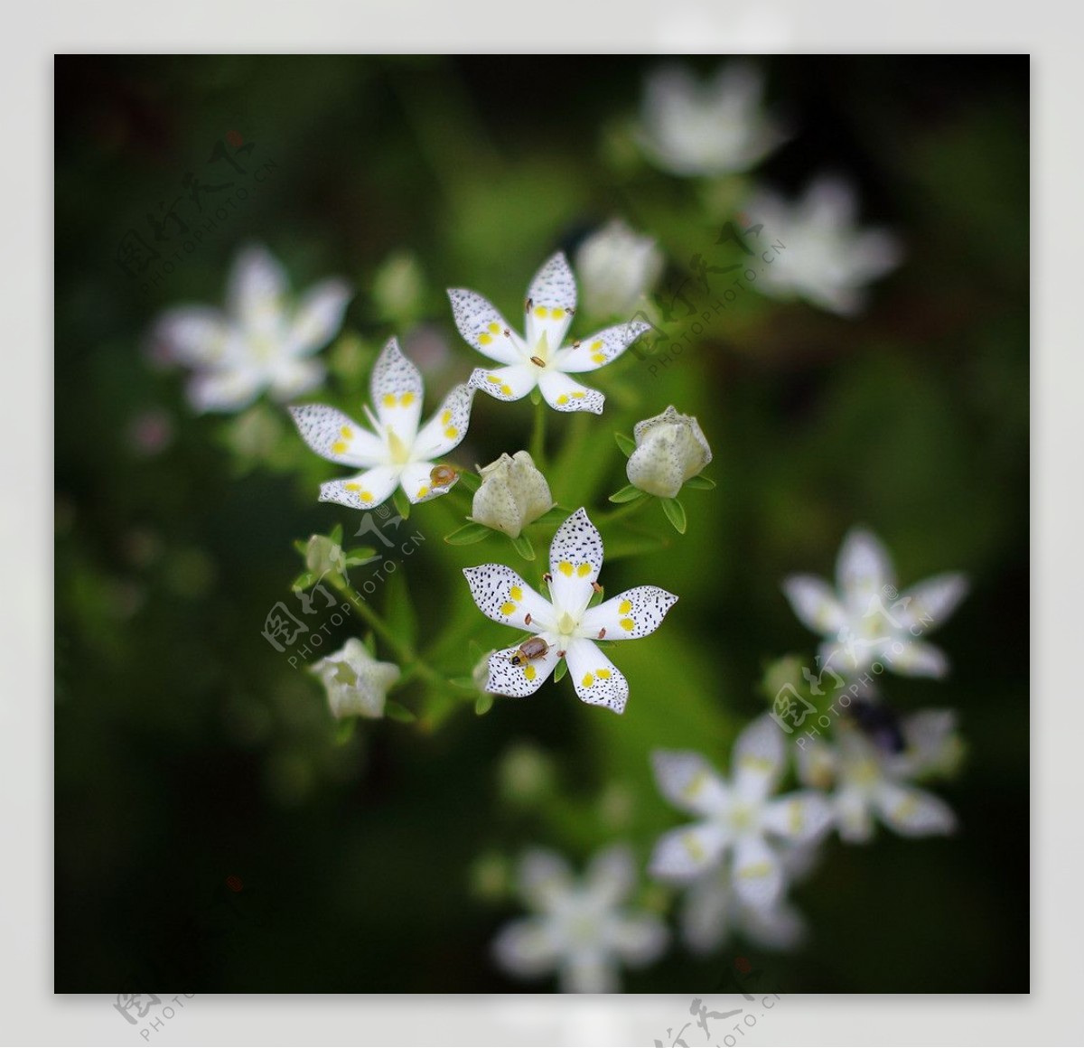 白花上的小甲虫图片