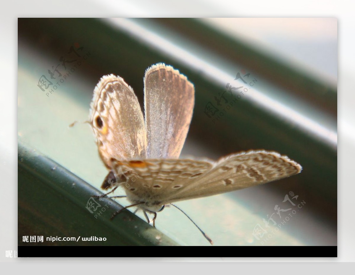 蝴蝶昆虫微距图片