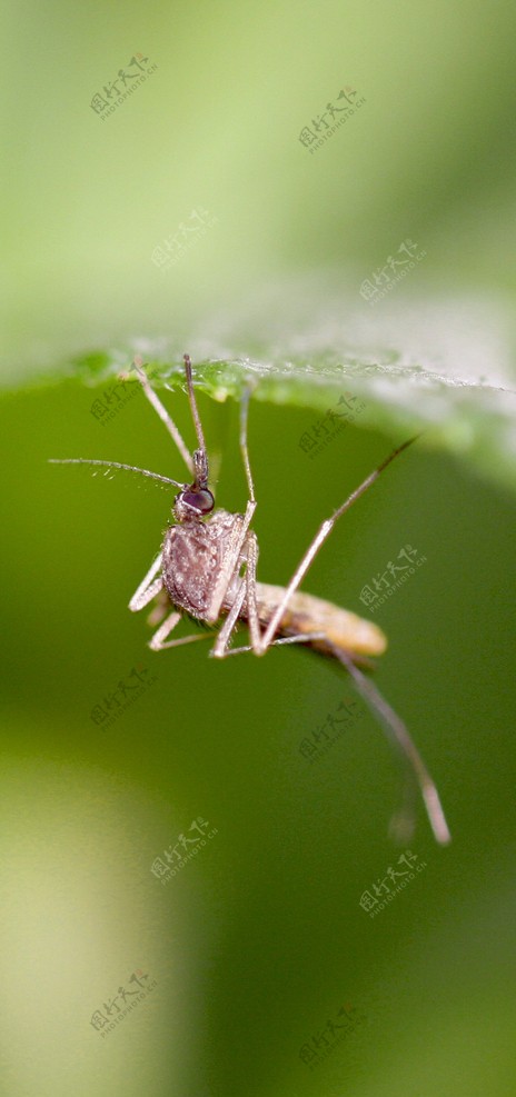 热带蚊子图片