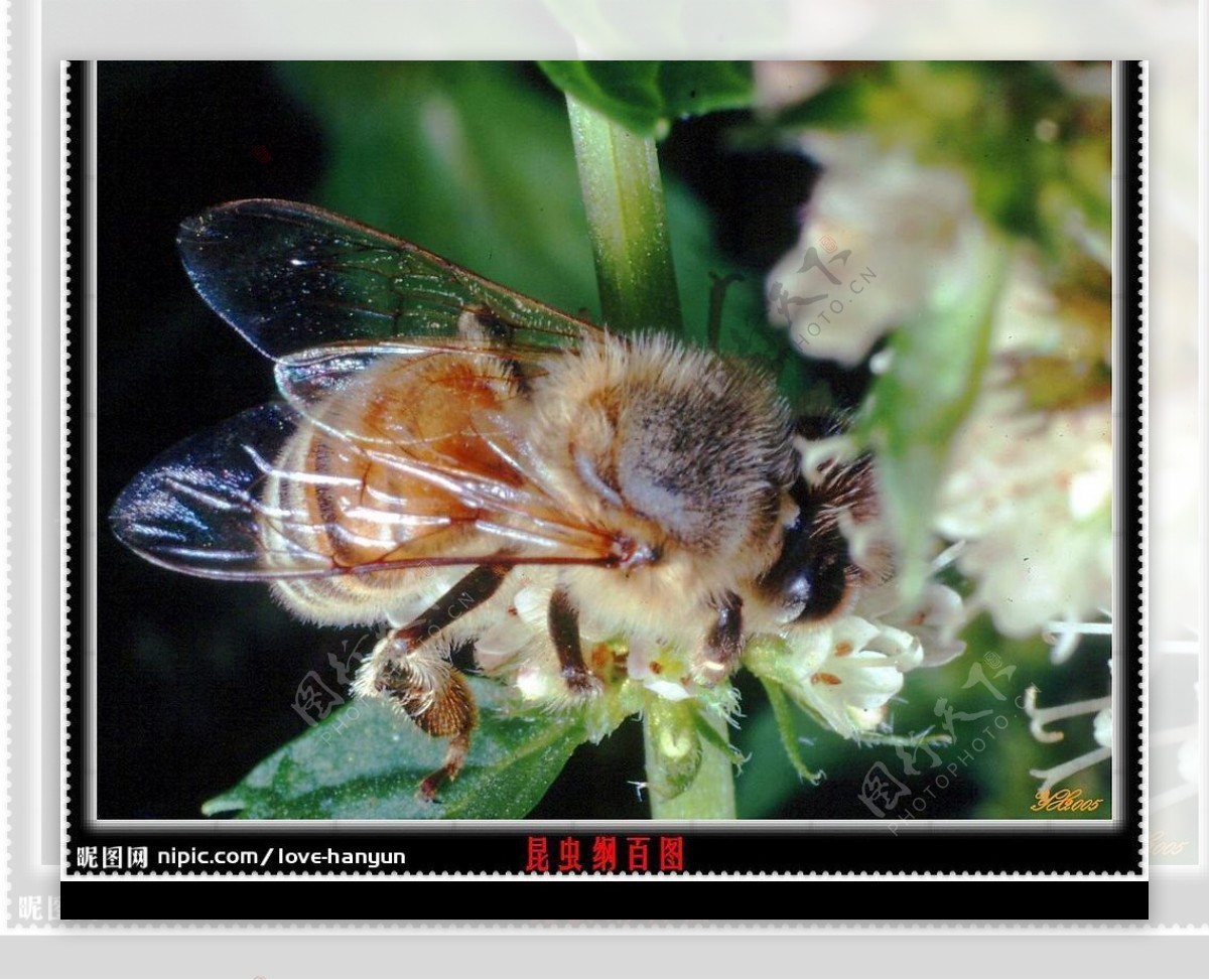 蜜蜂采蜜蜜蜂传粉图片