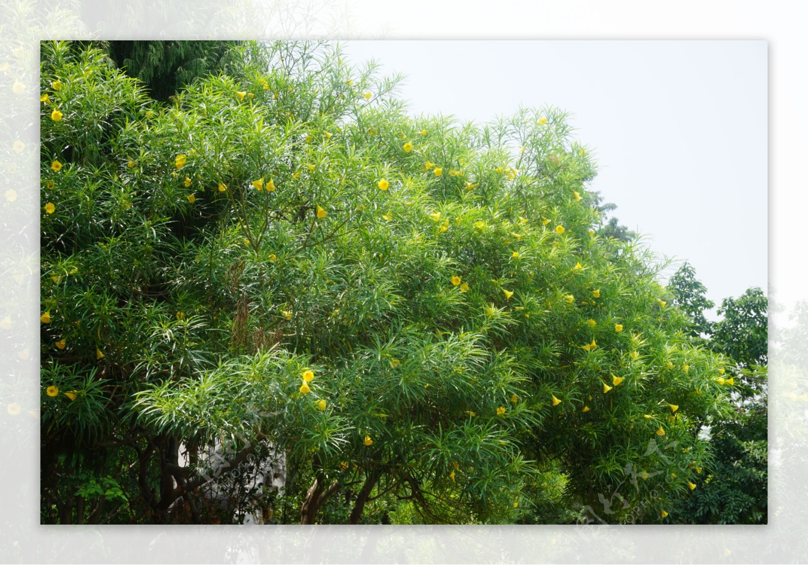 黄花夹竹桃图片