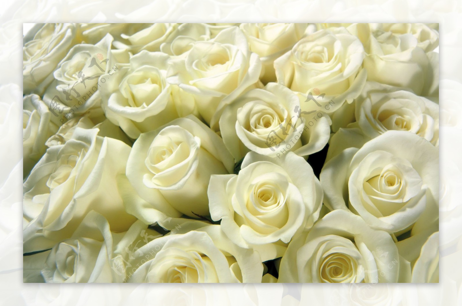 白玫瑰图片素材-编号07932774-图行天下