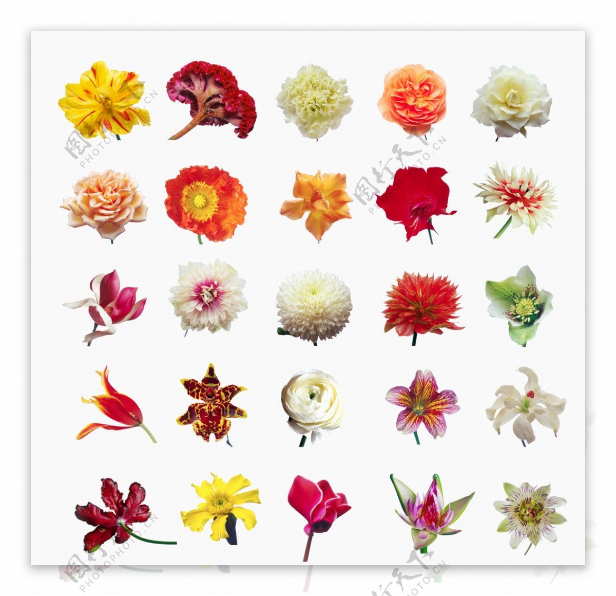 25种高清分层花朵图片