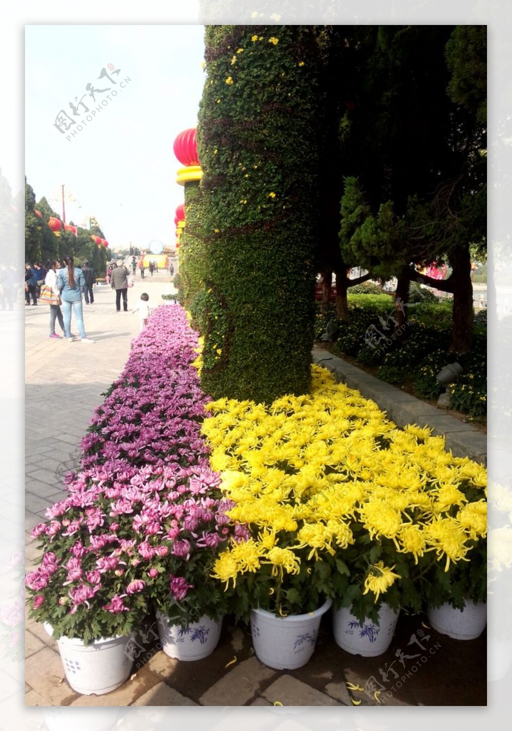 2016深圳东湖公园菊花展|摄影|生态|Junny君 - 原创作品 - 站酷 (ZCOOL)
