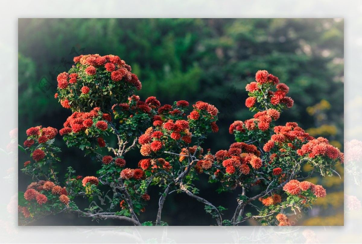 小橘红菊花图片