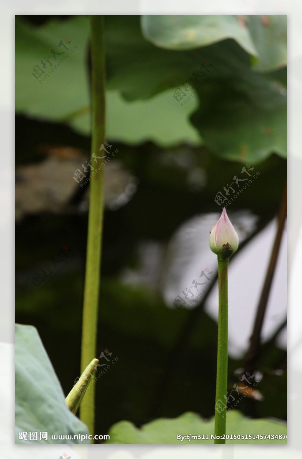 小荷才露尖尖角图片