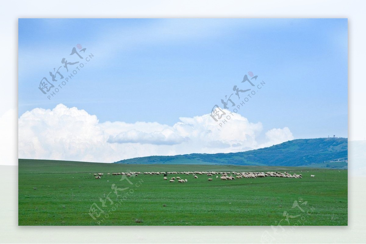 蓝天草原羊群图片