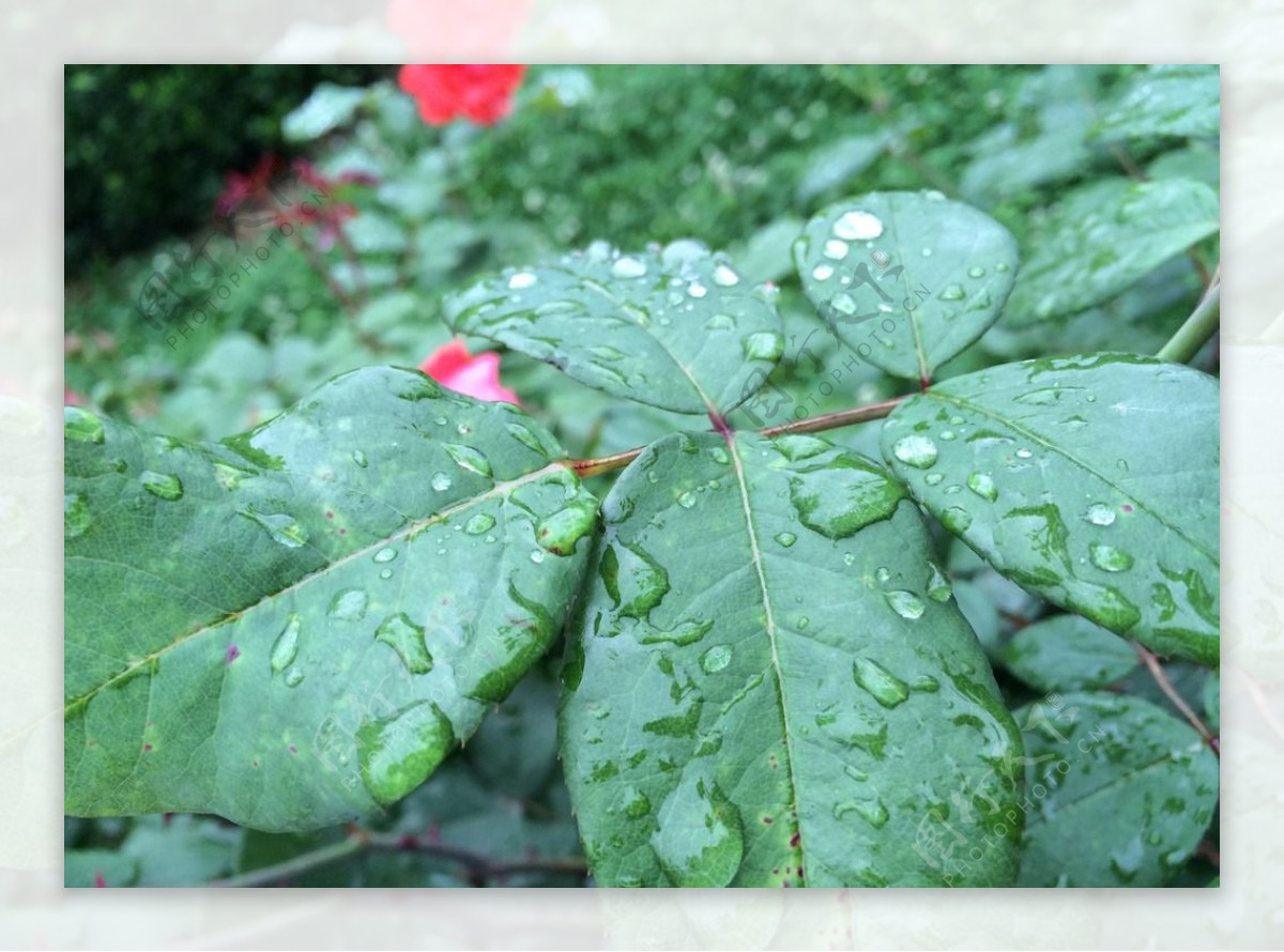 雨中的绿叶图片