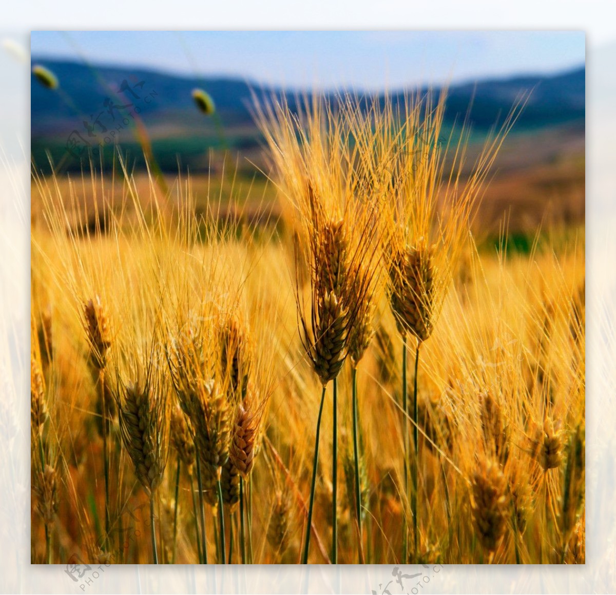 小麦图片大全-小麦高清图片下载-觅知网