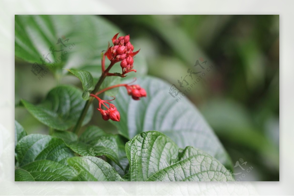 植物特写图片