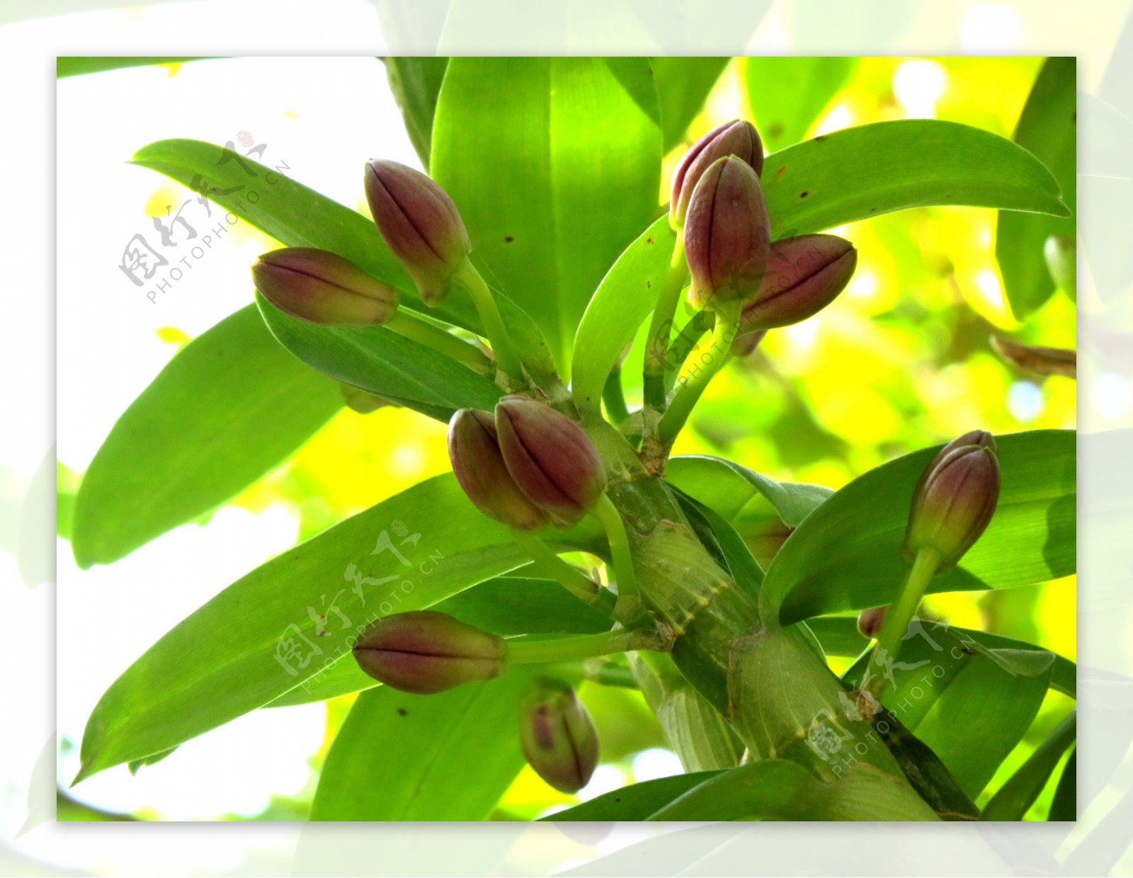 金钗石斛花蕾图片