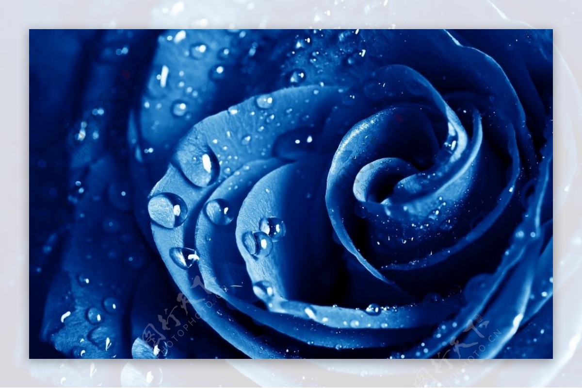 蓝色妖姬唯美爱情高清壁纸图片下载-植物壁纸-壁纸下载-美桌网