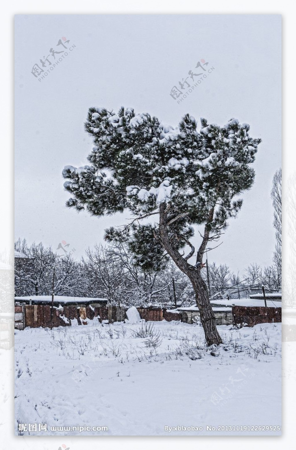 冰天雪地一劲松图片