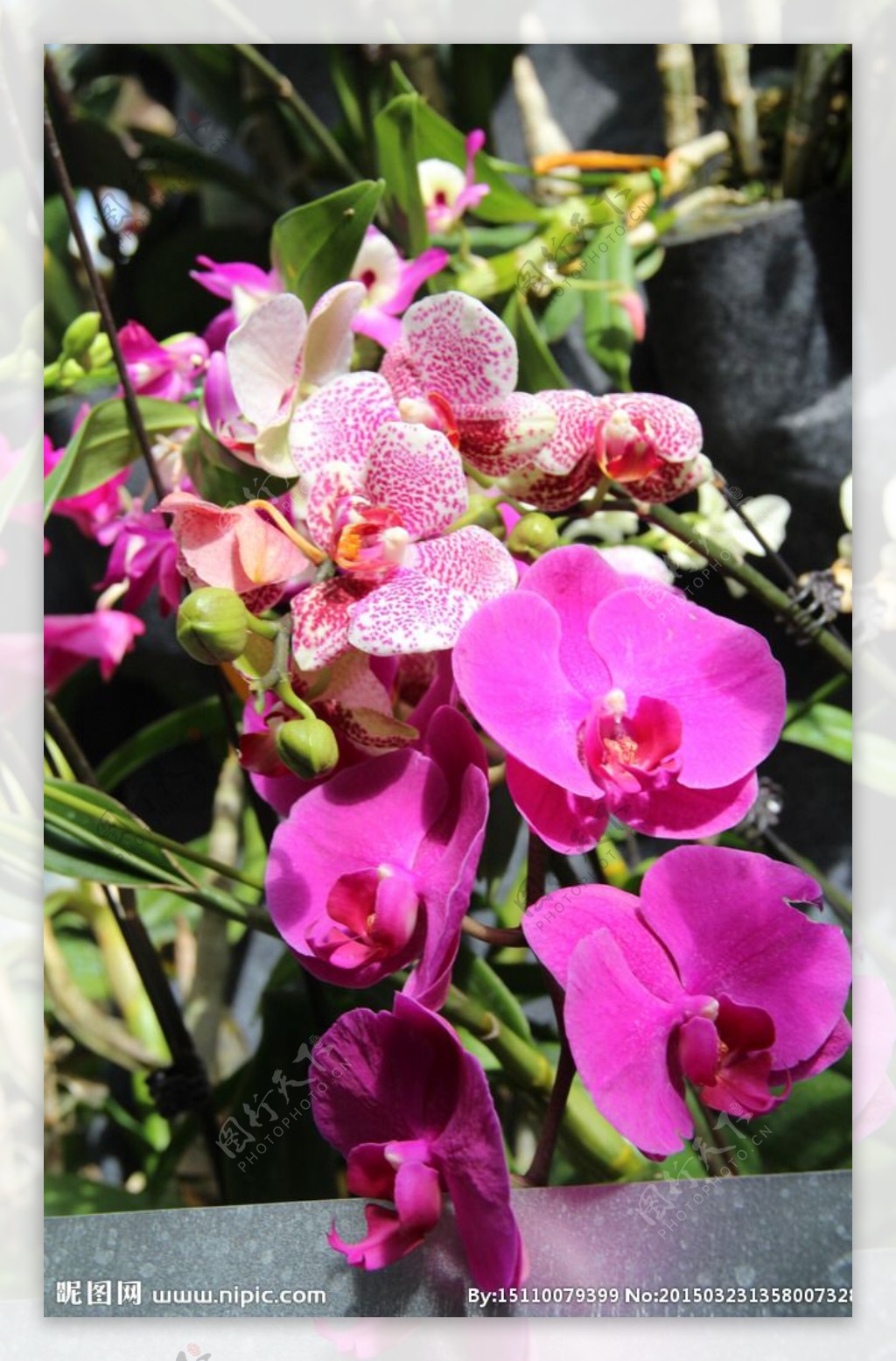 春夏粉紫色花卉图片