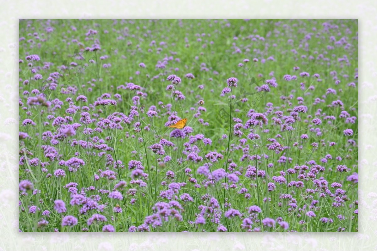 紫色马鞭草紫顶图片