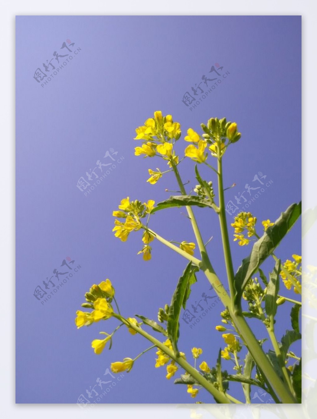 蓝天油菜花特写图片