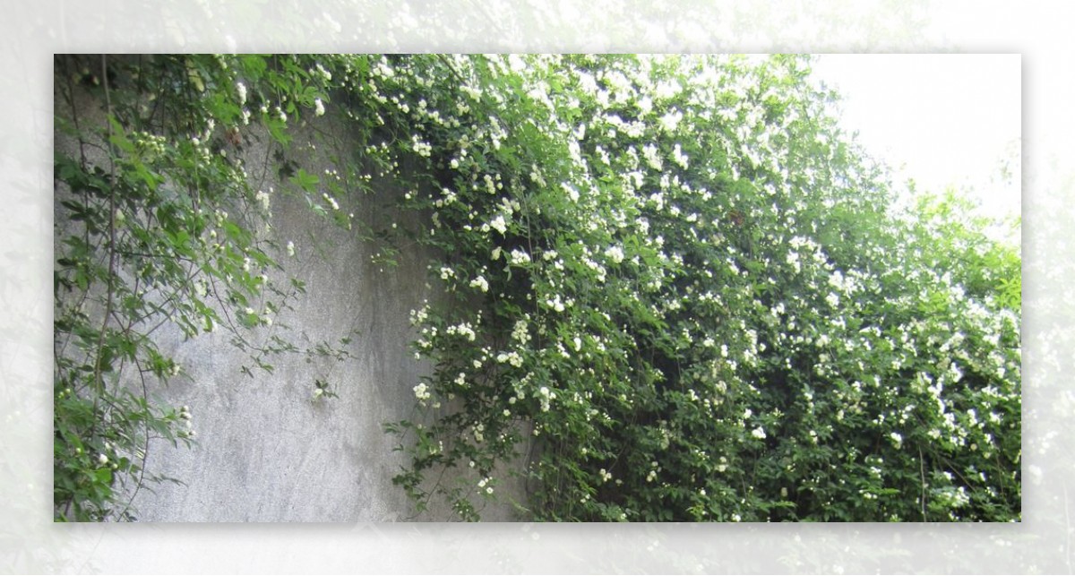 白色蔷薇花朵背景图图片