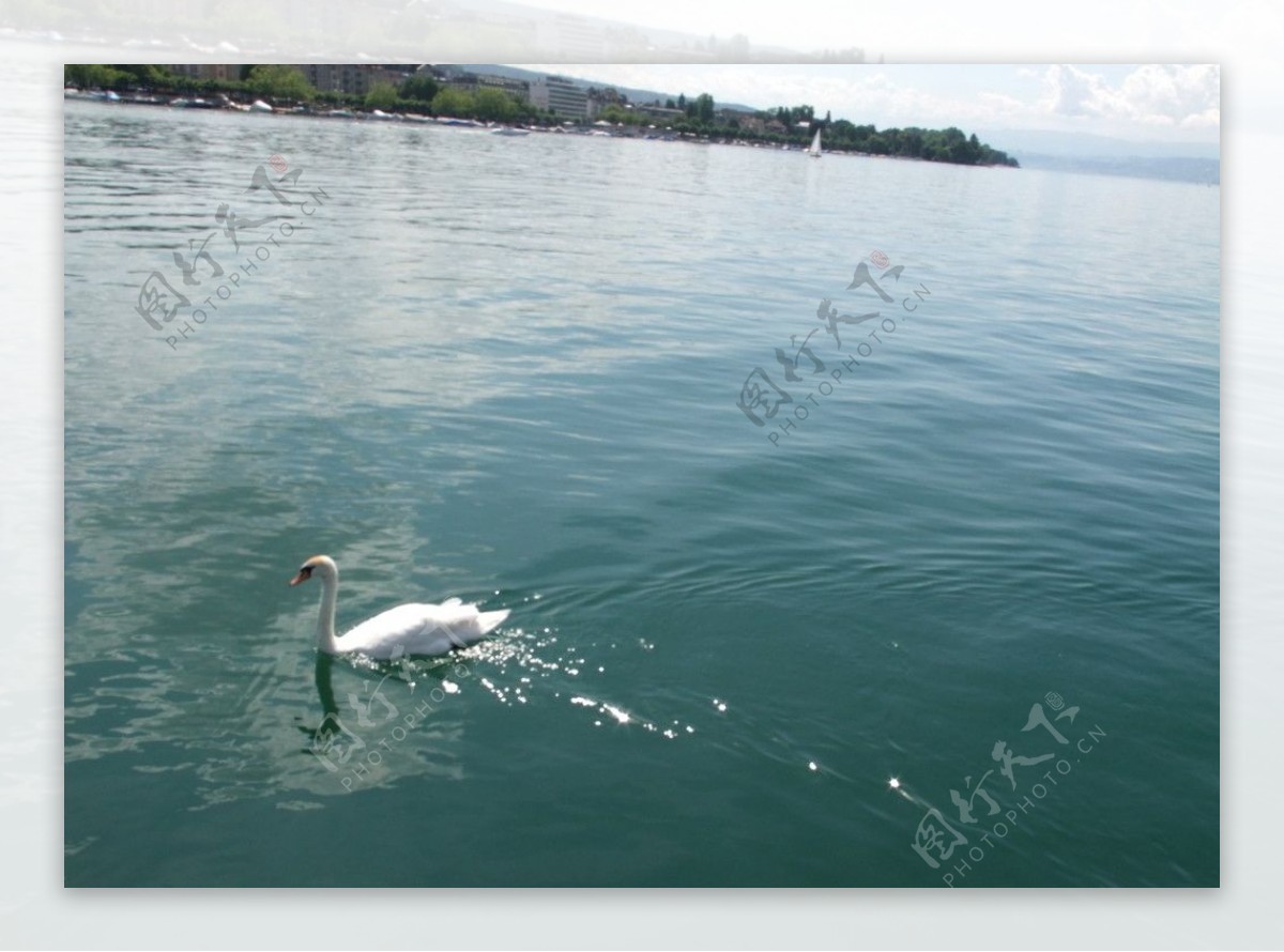瑞士日内瓦湖中的白天鹅图片