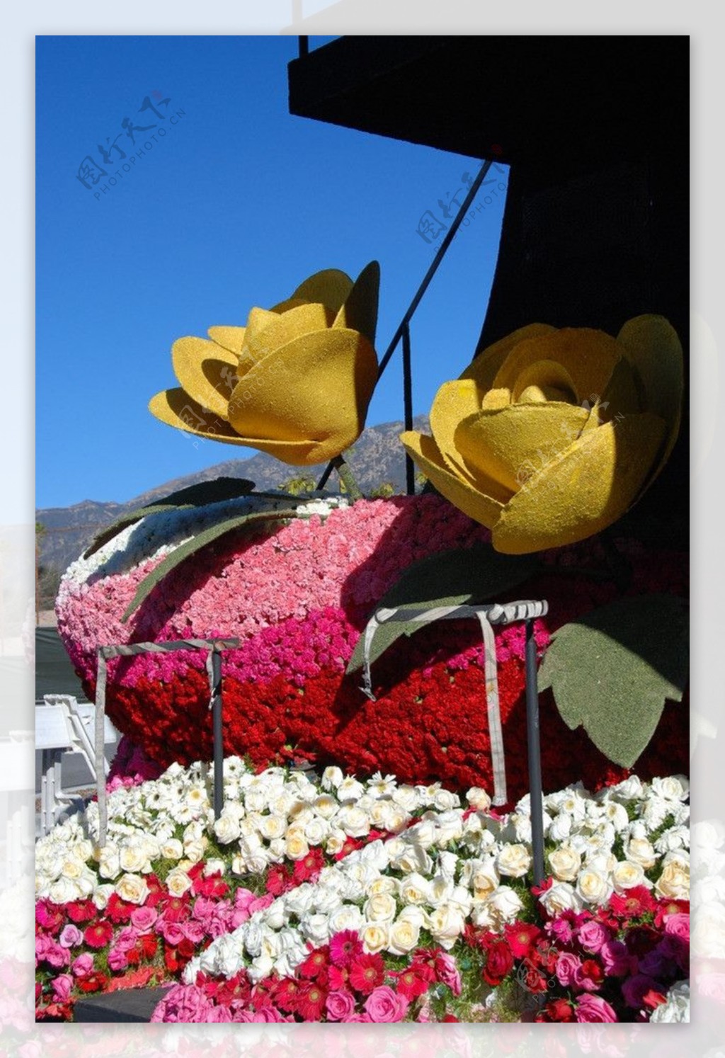 帕萨迪纳市玫瑰花车大游行图片