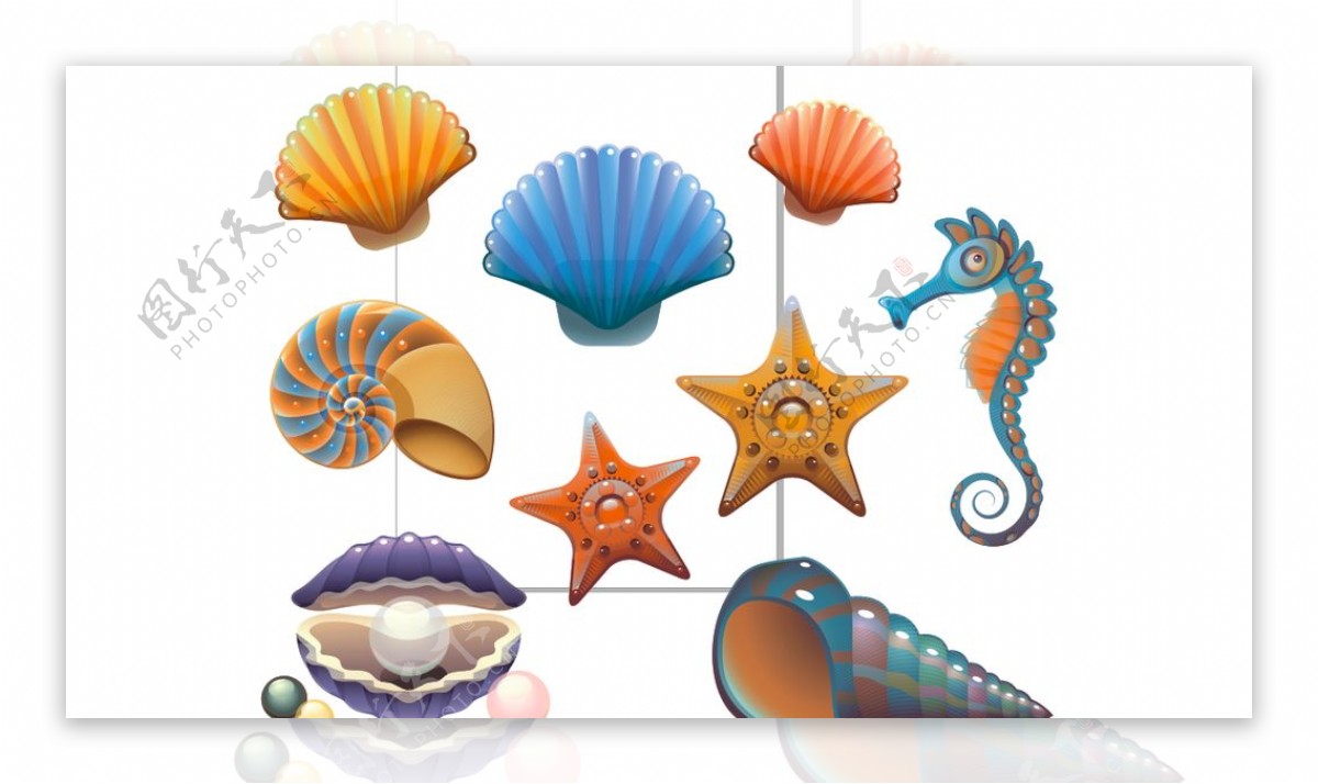 海星海马贝壳图片