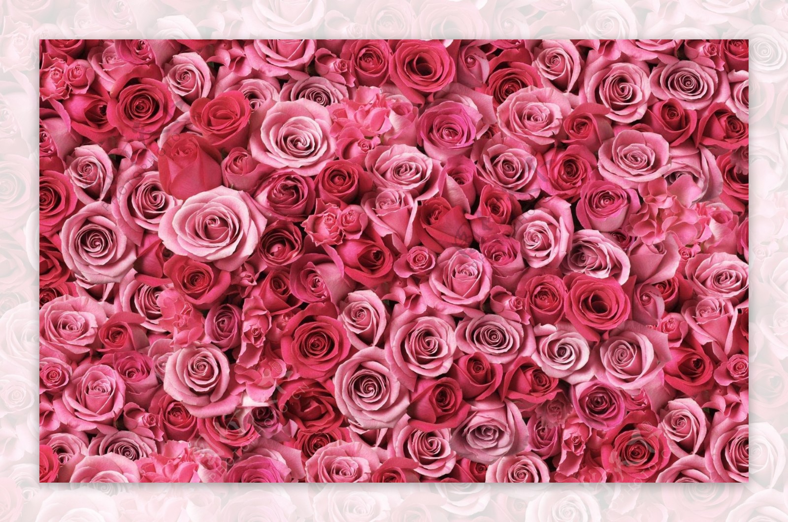 粉玫瑰粉色玫瑰墙图片