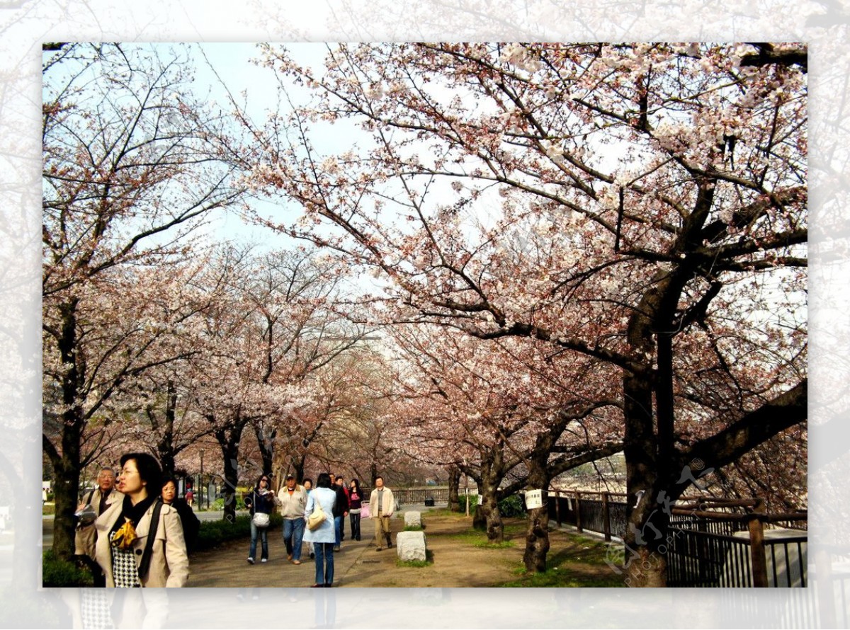 大阪城公园图片