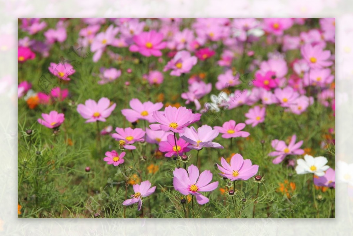 格桑花图片