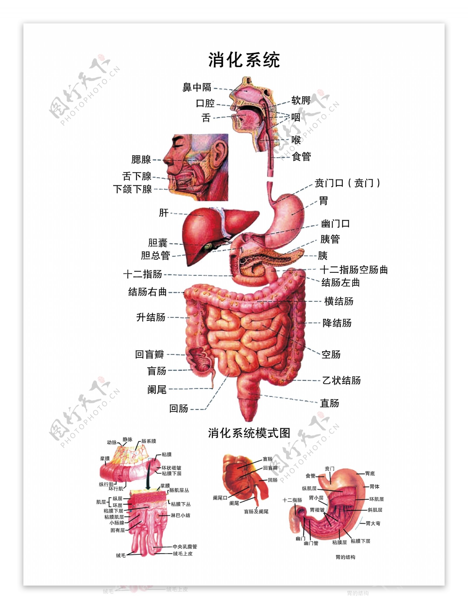 消化系统解剖图PSD完全分层图片