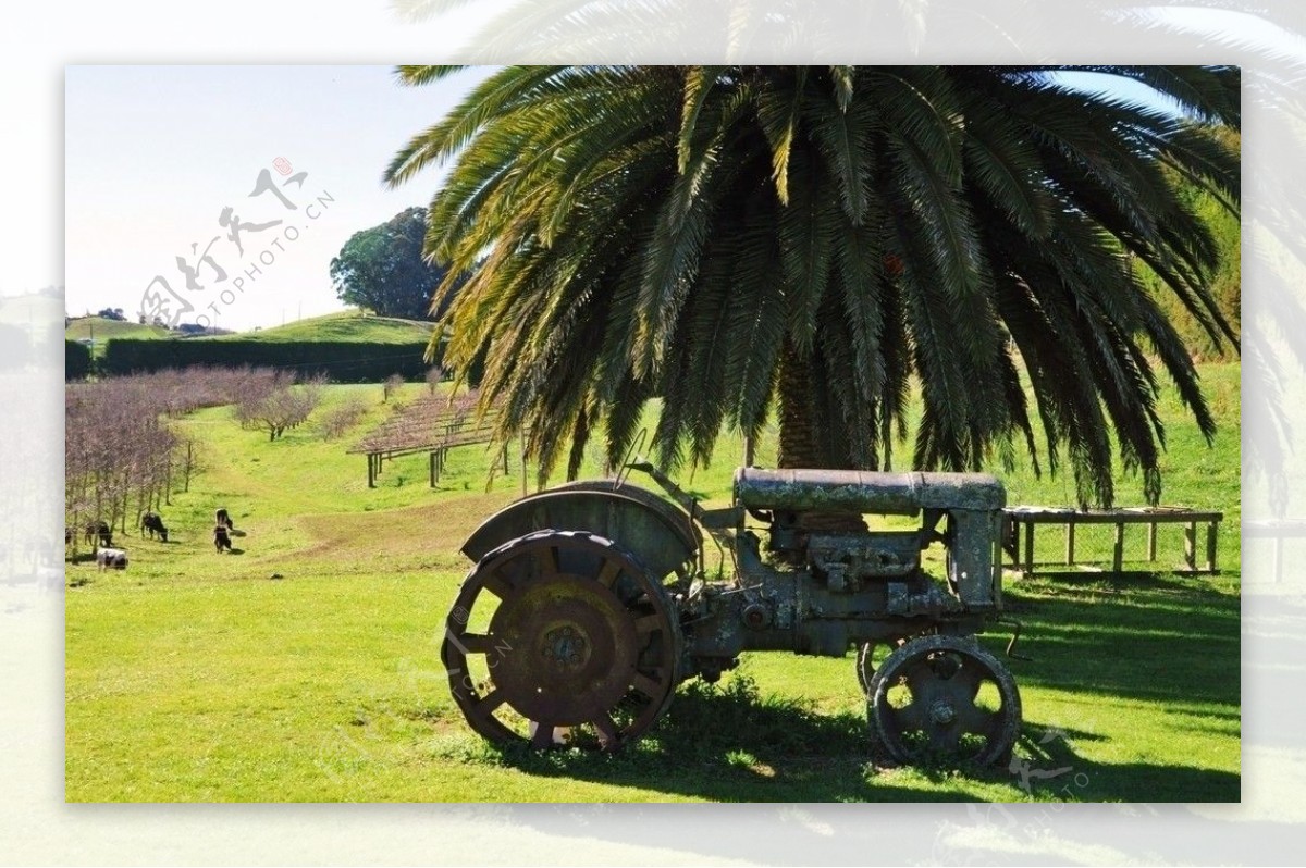 新西兰大苹果农场图片