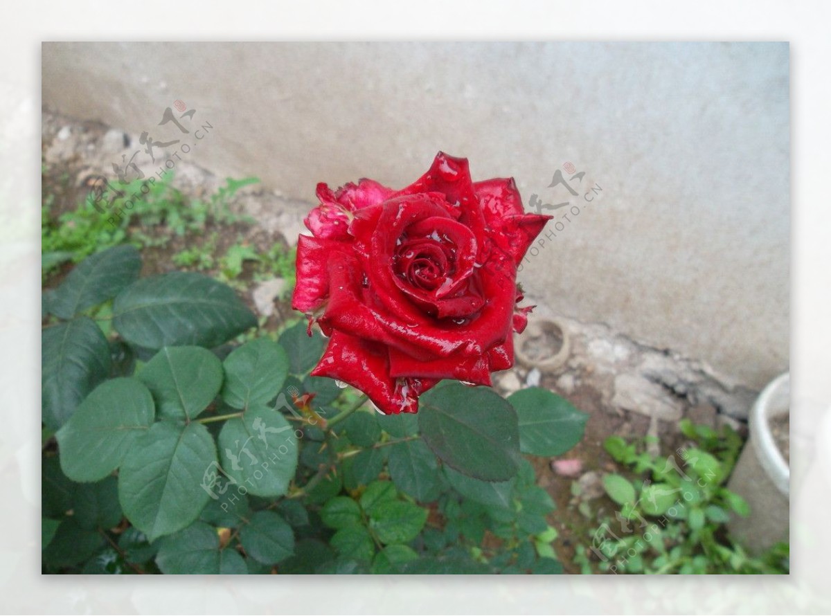 玫瑰花静物花卉图片