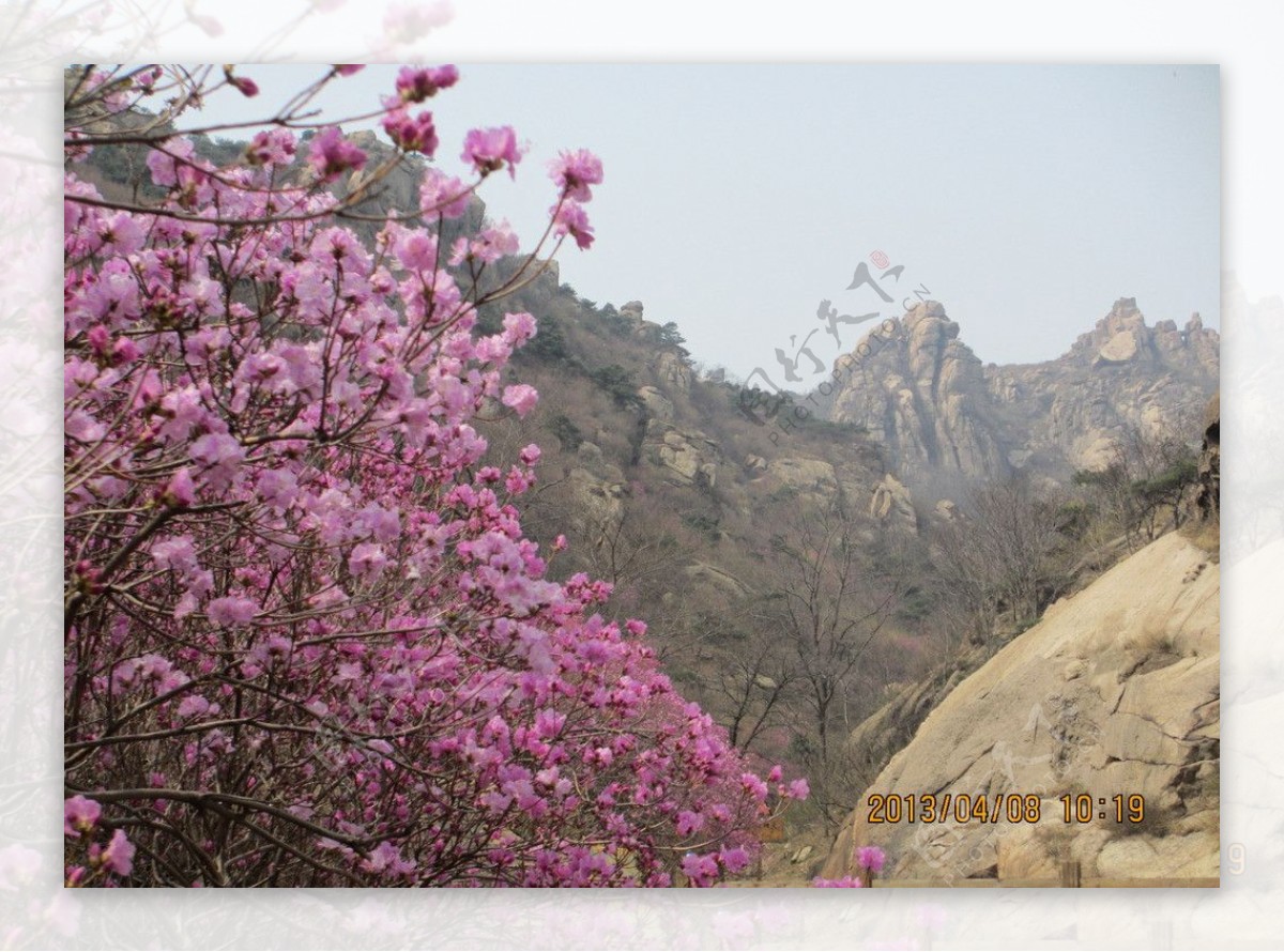 杜鹃花图片