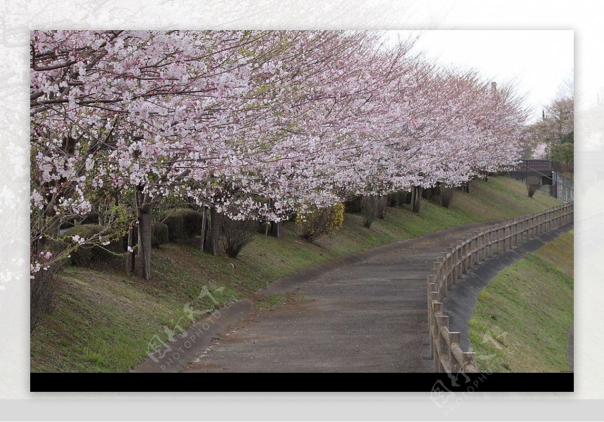 繁花似锦的日本樱花图片