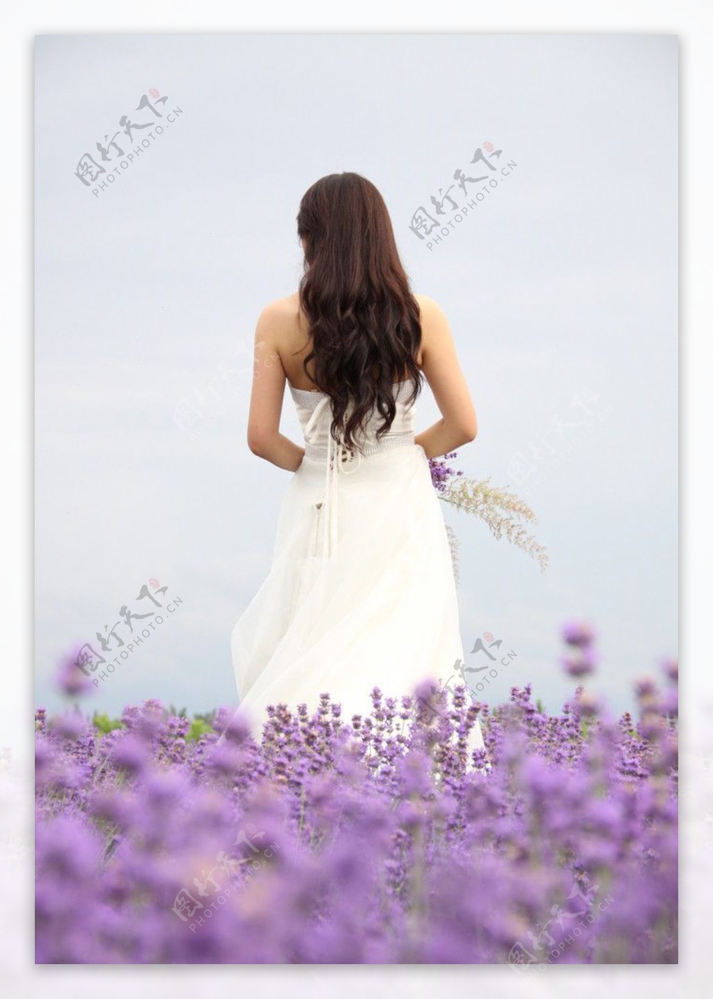 小清新唯美薰衣草风景植物等待爱情紫色高清壁纸 - tt98图片网