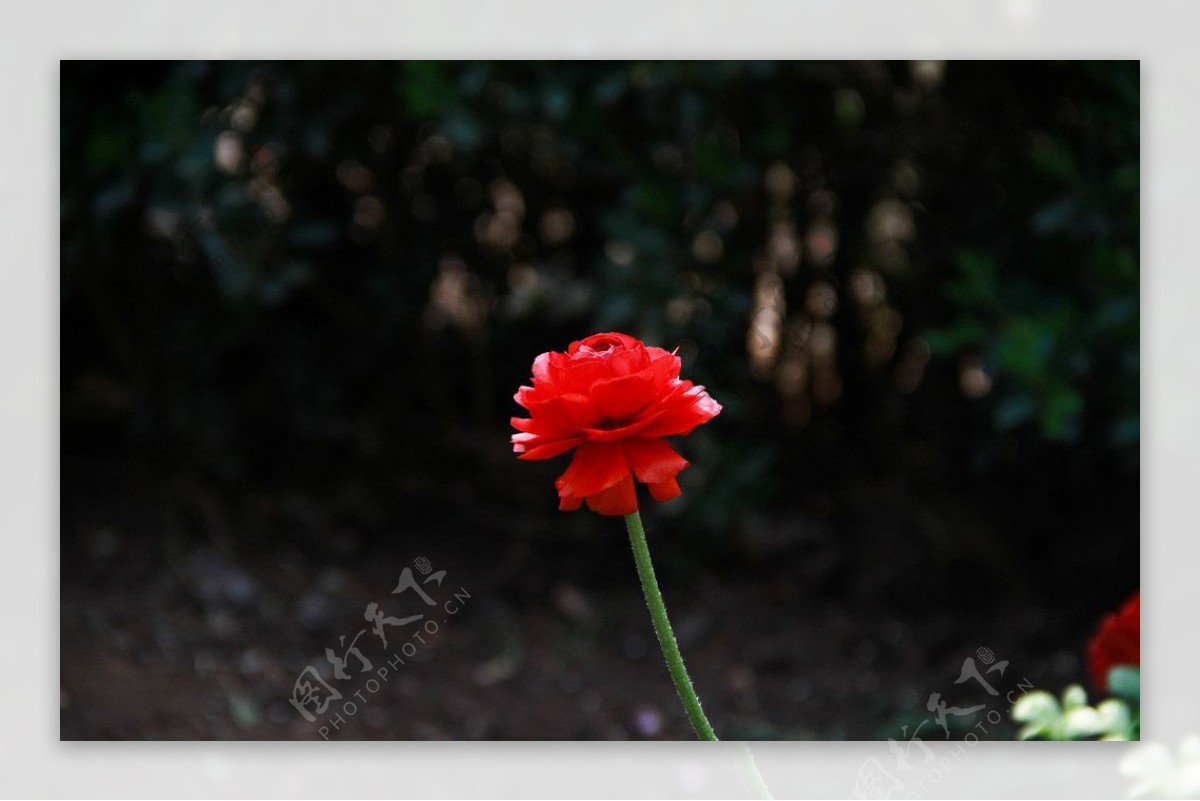 红花图片